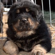 DRAGE FEATHERS Airawata