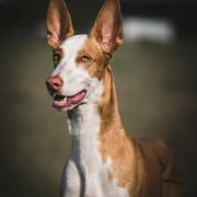 TACO vel ANTITHEUS (FCI) A BIT LIKE FLIM 