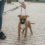 Team Leader Via Fortuna