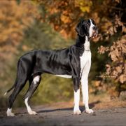 ZARA Scarlet Diamond FCI