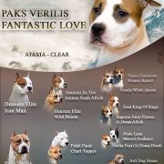 Paks verilis fantastic love (Funny)