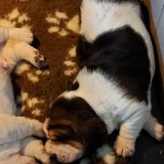 Dorotka Kto Dogoni Psa