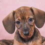 jamnik szorskowłosy króliczy suczka