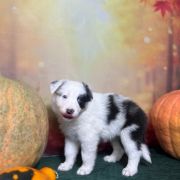 LABUBU Zwinne Serca (FCI)