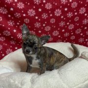 DAFNE Z Ogrodu FaunyFCI