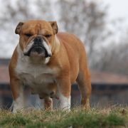 Rengőhegyi-ormán Rosalie