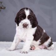 Springberryhills Bead in raindrops