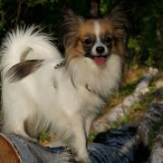 Shara z Sosnowego Kręgu (FCI)