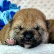 DAIKI the Scarlet Hill