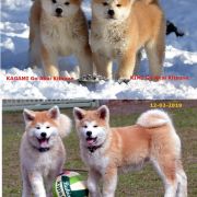 KIMI Go Akai Kitsune