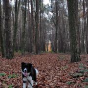 DINA Dream of joy FCI ,,YUKI