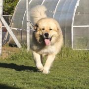 Baavguy Tao Klarjeti