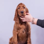 DEJA VU MATRIX Ginger State of Mind