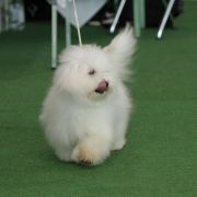 BELLA DONNA Cobegarden (FCI)