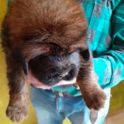 Szczeniaki Mastifa Tybetańskiego