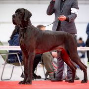 ANDREAS Coronegra FCI