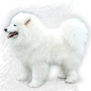 ZOE OF BASTY The Glow of The Snowy Star