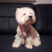 MELISA Złote Aniołki