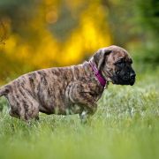 CHARLOTTE DOLCE VENDETTA FCI 