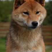 DOREMI KASHIKOI Subarashii