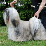 ChPL, JChPL SILVER DUST Mały Budda