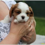 Xantos Ex imo Corde (FCI)