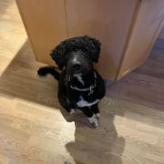 Aussie Welkope CZAS NA LUNCH