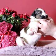 NOBLE NEPTUN Impuls i Splendor