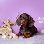 SHEDARIAN CARPE DIEM