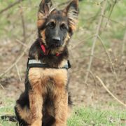 Rosalie vom Haus Gutorov