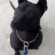 Sasouke Ancient Kynopolis