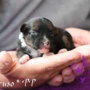 Caruso in Terra Civis 