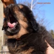 DRAGE SAPHIRA Airawata