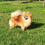 LEYLA LITTLE PRINCESS Dan Ozzy FCI