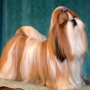 RED SWEET PRINCESS Z KOJCA COLI