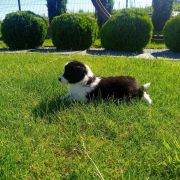 Zuma Jodłowy Border