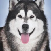 Action to Win Parker Mordechai 