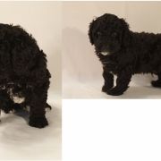 KORFU Pies de Perro (FCI)