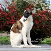 JOYFUL JUROR Impuls i Splendor