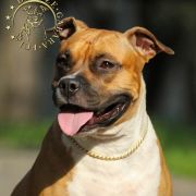 BIANCA From Rebel Flag