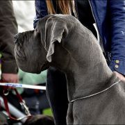 SUN SHINE Margarejro FCI