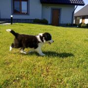 Zuma Jodłowy Border