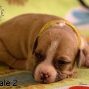 Female 2 Dolcze Gabara