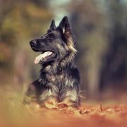 GRAPPA Beskidzka Wataha