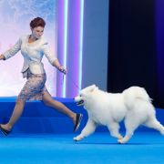 Zlat Imperiya Grand Dog In The World 