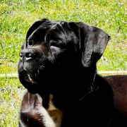 Bellatrix Lestrenge del Domus Var 