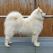 B'ZOE OF IDOL Magia Syberii 