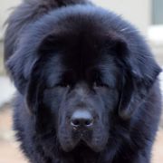 PRINCE RICHARD II Szczęście