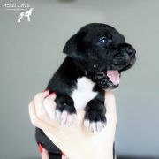 POCAHONTAS Athel Loren 