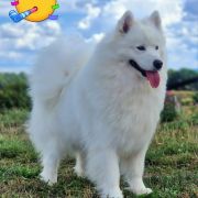 SHANTII SUPER STAR Small Silver FCI 